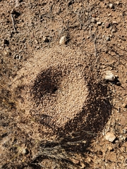 Acromyrmex versicolor