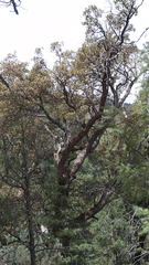 Arbutus arizonica