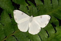 Hermathena candidata