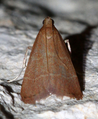 Arta epicoenalis