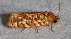 Choristoneura houstonana