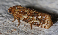 Choristoneura houstonana