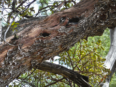 Arbutus arizonica