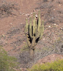 Trichocereus terscheckii