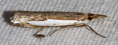 Crambus harrisi