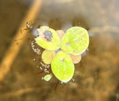 Spirodela polyrhiza image