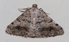 Digrammia pallidata