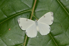 Hermathena candidata