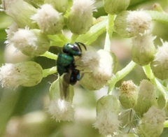Euperilampus triangularis