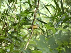 Mionectes oleagineus