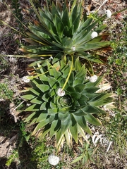 Paepalanthus