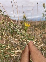 Chrysothamnus stylosus