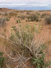 Chrysothamnus stylosus