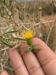Chrysothamnus stylosus