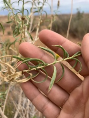 Chrysothamnus stylosus