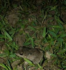 Leptodactylus fragilis