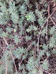 Petrosedum rupestre