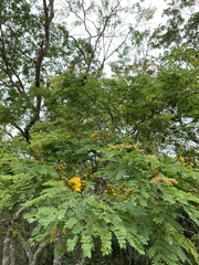 Cenostigma pluviosum