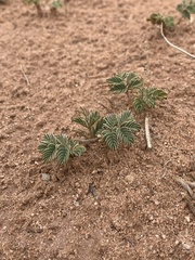 Hoffmannseggia repens