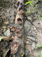 Auricularia polytricha