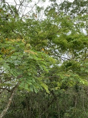 Cenostigma pluviosum
