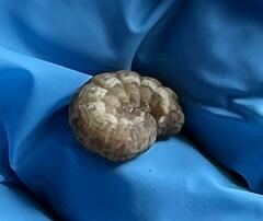 Noctuinae