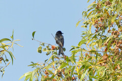 Dicrurus macrocercus