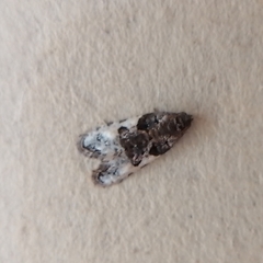 Lepidoptera