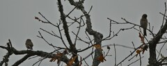 Haemorhous mexicanus