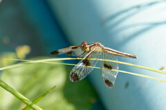 Neurothemis tullia