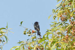 Dicrurus macrocercus