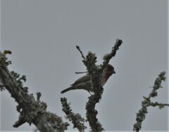 Haemorhous mexicanus