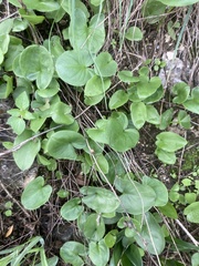 Arisarum simorrhinum