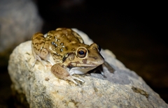 Leptodactylus bufonius