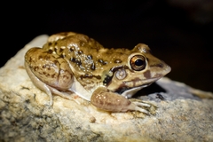 Leptodactylus bufonius