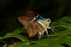 Astraptes fulgerator