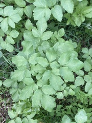Smyrnium olusatrum