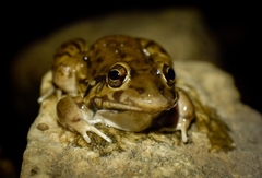 Leptodactylus bufonius