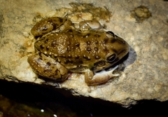 Leptodactylus bufonius