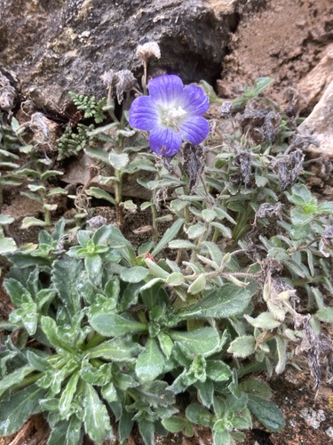 Campanula mollis (Campanula mollis)