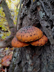 Pholiota cerifera