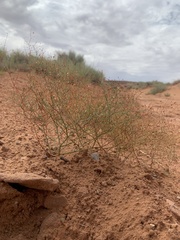 Eriogonum wetherillii