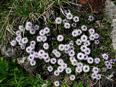 Globularia cordifolia