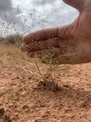 Eriogonum wetherillii