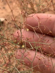 Eriogonum wetherillii