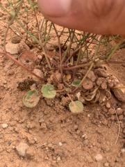 Eriogonum wetherillii