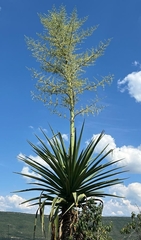 Furcraea macdougallii