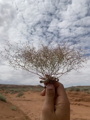 Eriogonum wetherillii
