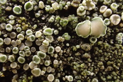 Lecanora horiza