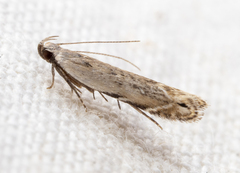 Battaristis concinnusella